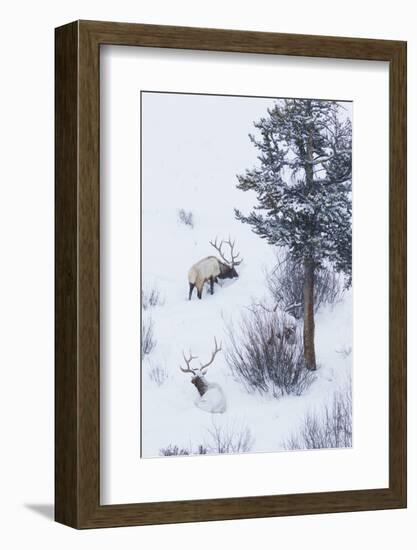 Rocky Mountain Bull Elk During Snowstorm-Ken Archer-Framed Photographic Print