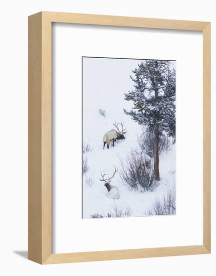 Rocky Mountain Bull Elk During Snowstorm-Ken Archer-Framed Photographic Print