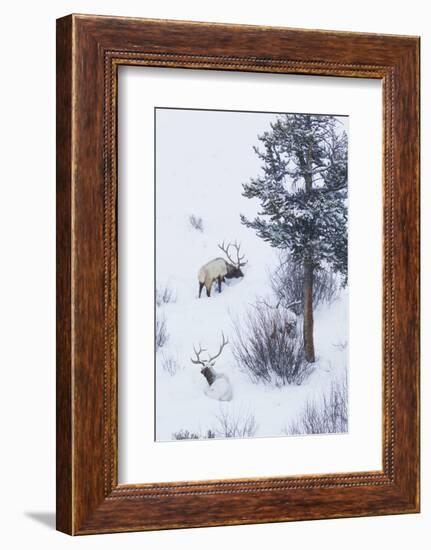 Rocky Mountain Bull Elk During Snowstorm-Ken Archer-Framed Photographic Print