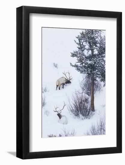 Rocky Mountain Bull Elk During Snowstorm-Ken Archer-Framed Photographic Print