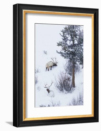 Rocky Mountain Bull Elk During Snowstorm-Ken Archer-Framed Photographic Print