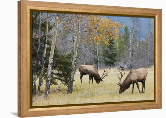 Rocky Mountain Bull Elk Foraging-Ken Archer-Framed Premier Image Canvas