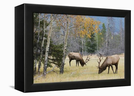 Rocky Mountain Bull Elk Foraging-Ken Archer-Framed Premier Image Canvas