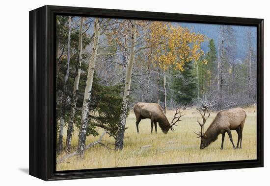 Rocky Mountain Bull Elk Foraging-Ken Archer-Framed Premier Image Canvas
