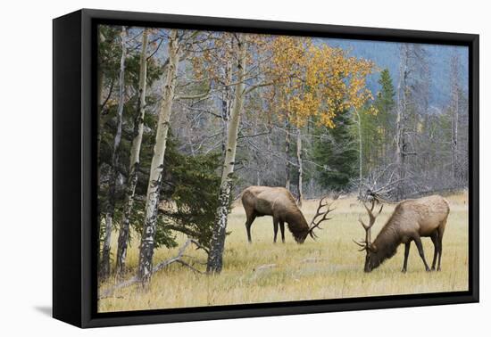 Rocky Mountain Bull Elk Foraging-Ken Archer-Framed Premier Image Canvas