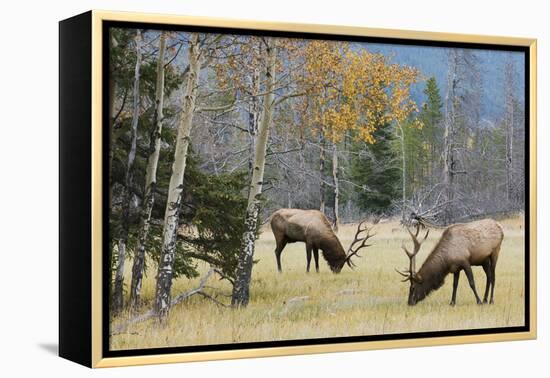 Rocky Mountain Bull Elk Foraging-Ken Archer-Framed Premier Image Canvas