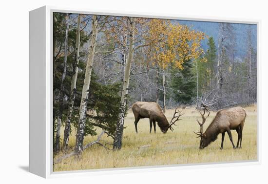 Rocky Mountain Bull Elk Foraging-Ken Archer-Framed Premier Image Canvas