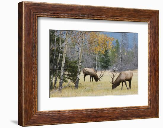 Rocky Mountain Bull Elk Foraging-Ken Archer-Framed Photographic Print