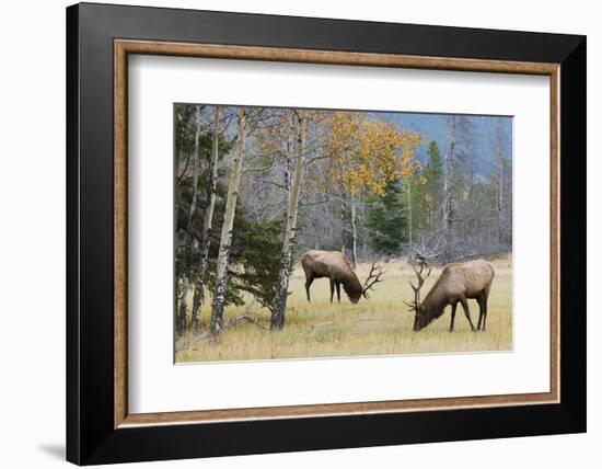 Rocky Mountain Bull Elk Foraging-Ken Archer-Framed Photographic Print