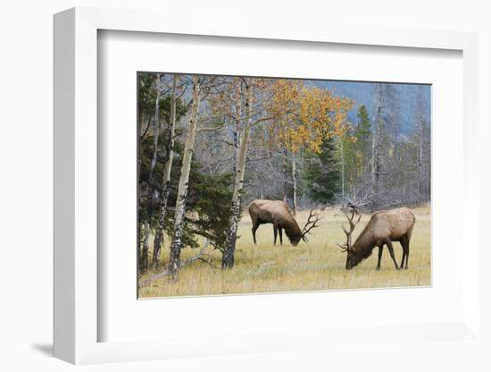 Rocky Mountain Bull Elk Foraging-Ken Archer-Framed Photographic Print