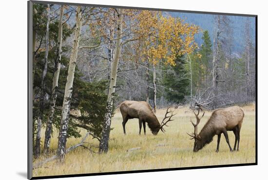Rocky Mountain Bull Elk Foraging-Ken Archer-Mounted Photographic Print
