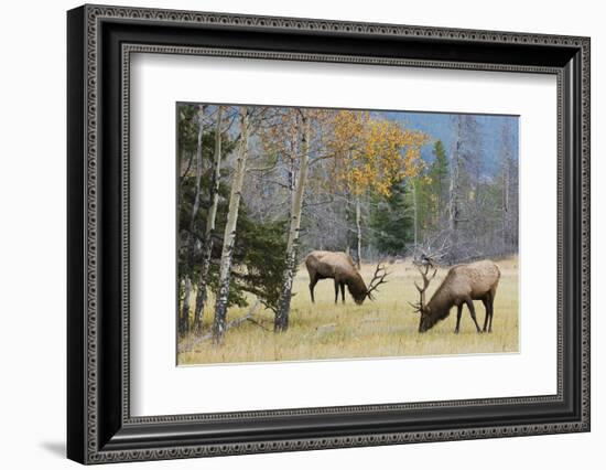 Rocky Mountain Bull Elk Foraging-Ken Archer-Framed Photographic Print