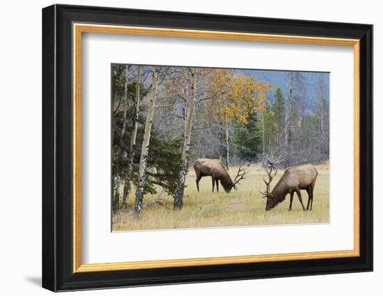 Rocky Mountain Bull Elk Foraging-Ken Archer-Framed Photographic Print