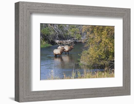 Rocky Mountain Bull Elk in River-Ken Archer-Framed Photographic Print