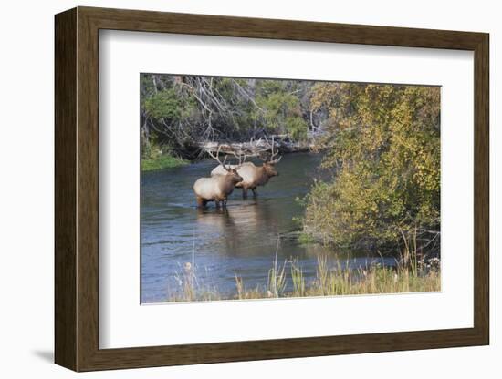 Rocky Mountain Bull Elk in River-Ken Archer-Framed Photographic Print