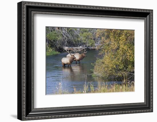 Rocky Mountain Bull Elk in River-Ken Archer-Framed Photographic Print