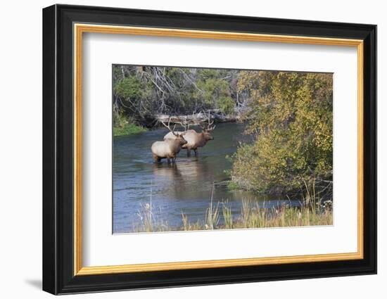 Rocky Mountain Bull Elk in River-Ken Archer-Framed Photographic Print