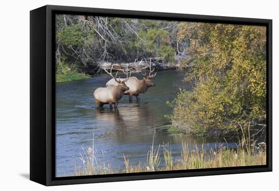 Rocky Mountain Bull Elk in River-Ken Archer-Framed Premier Image Canvas
