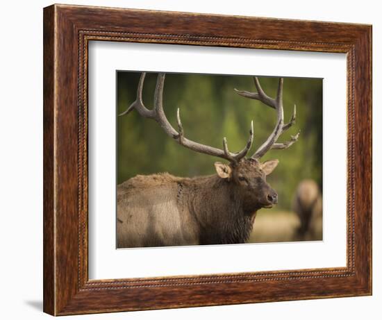 Rocky mountain bull elk in rut, Madison River, Yellowstone National Park, Wyoming-Maresa Pryor-Framed Photographic Print