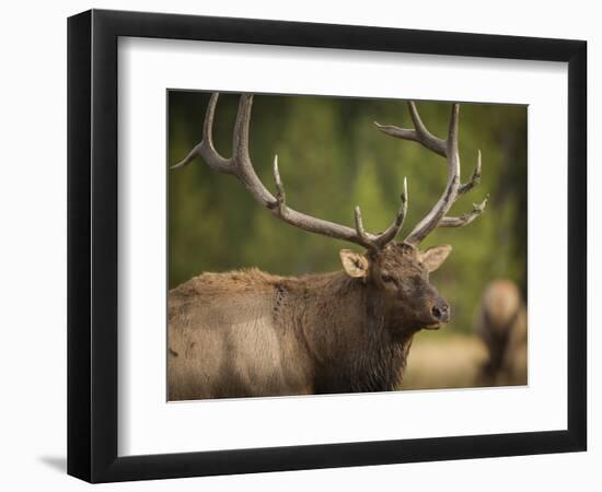 Rocky mountain bull elk in rut, Madison River, Yellowstone National Park, Wyoming-Maresa Pryor-Framed Photographic Print