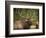 Rocky mountain bull elk in rut, Madison River, Yellowstone National Park, Wyoming-Maresa Pryor-Framed Photographic Print