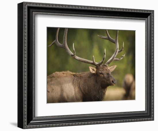 Rocky mountain bull elk in rut, Madison River, Yellowstone National Park, Wyoming-Maresa Pryor-Framed Photographic Print