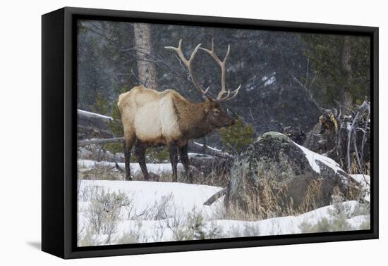 Rocky Mountain Bull Elk, Late Winter-Ken Archer-Framed Premier Image Canvas