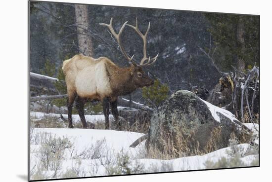 Rocky Mountain Bull Elk, Late Winter-Ken Archer-Mounted Photographic Print