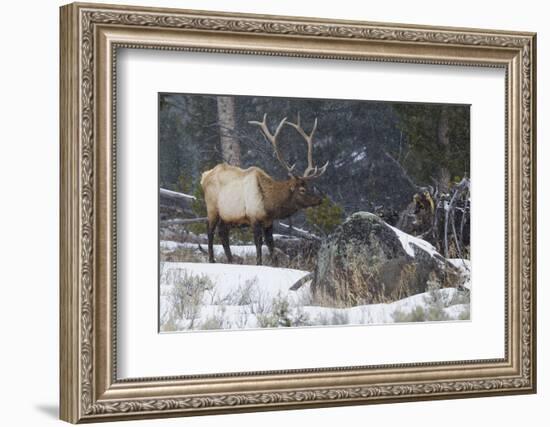 Rocky Mountain Bull Elk, Late Winter-Ken Archer-Framed Photographic Print