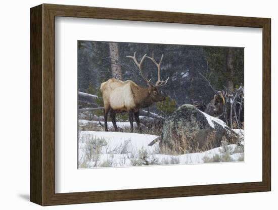 Rocky Mountain Bull Elk, Late Winter-Ken Archer-Framed Photographic Print