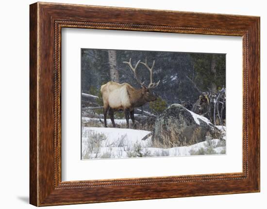 Rocky Mountain Bull Elk, Late Winter-Ken Archer-Framed Photographic Print