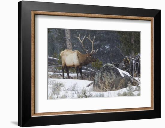 Rocky Mountain Bull Elk, Late Winter-Ken Archer-Framed Photographic Print