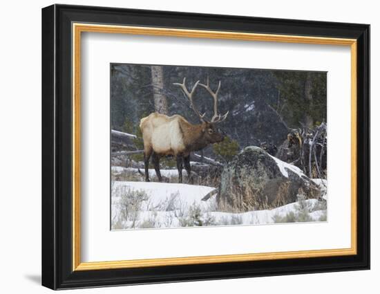 Rocky Mountain Bull Elk, Late Winter-Ken Archer-Framed Photographic Print