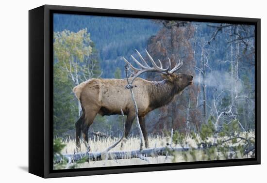 Rocky Mountain bull elk morning bugle-Ken Archer-Framed Premier Image Canvas
