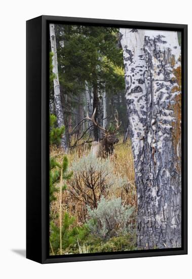 Rocky Mountain Bull Elk Resting Among Aspens-Ken Archer-Framed Premier Image Canvas