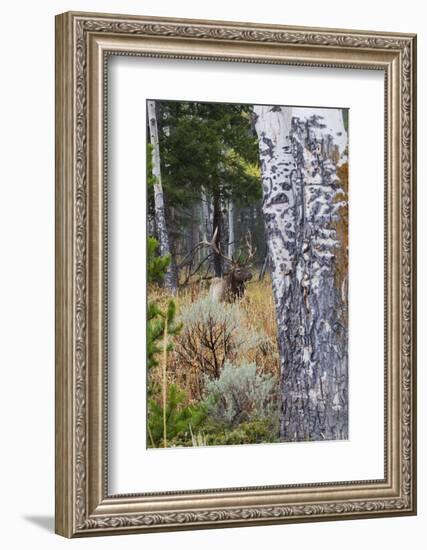 Rocky Mountain Bull Elk Resting Among Aspens-Ken Archer-Framed Photographic Print