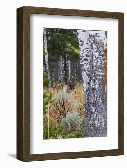 Rocky Mountain Bull Elk Resting Among Aspens-Ken Archer-Framed Photographic Print