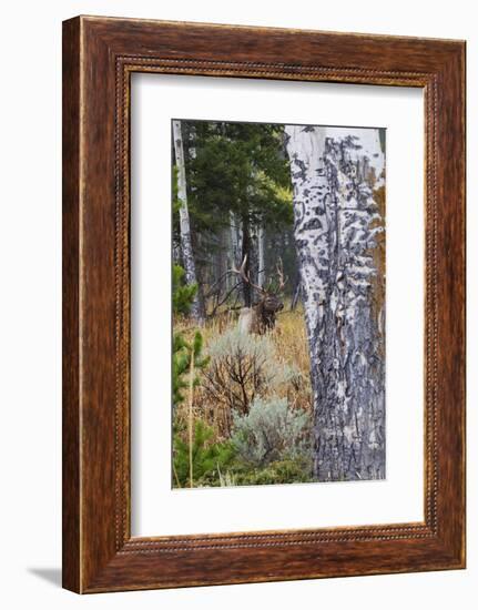 Rocky Mountain Bull Elk Resting Among Aspens-Ken Archer-Framed Photographic Print