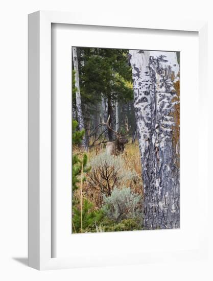 Rocky Mountain Bull Elk Resting Among Aspens-Ken Archer-Framed Photographic Print