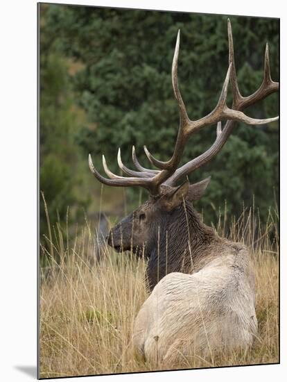 Rocky mountain bull elk resting, Yellowstone National Park, Wyoming-Maresa Pryor-Mounted Photographic Print