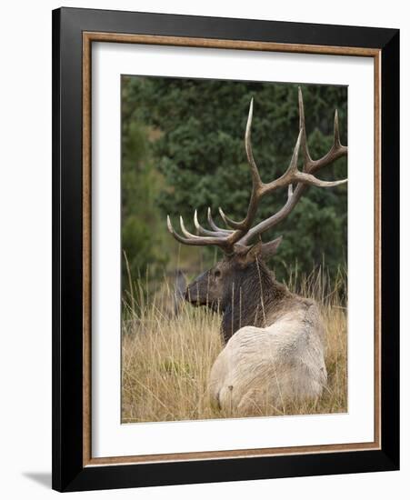 Rocky mountain bull elk resting, Yellowstone National Park, Wyoming-Maresa Pryor-Framed Photographic Print