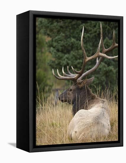 Rocky mountain bull elk resting, Yellowstone National Park, Wyoming-Maresa Pryor-Framed Premier Image Canvas