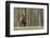 Rocky Mountain bull elk, thick aspens-Ken Archer-Framed Photographic Print