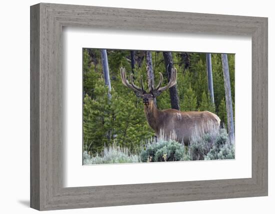 Rocky Mountain Bull Elk, Velvet Antlers-Ken Archer-Framed Photographic Print