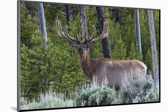 Rocky Mountain Bull Elk, Velvet Antlers-Ken Archer-Mounted Photographic Print