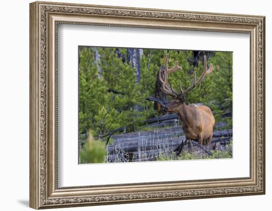 Rocky Mountain Bull Elk, Velvet Antlers-Ken Archer-Framed Photographic Print