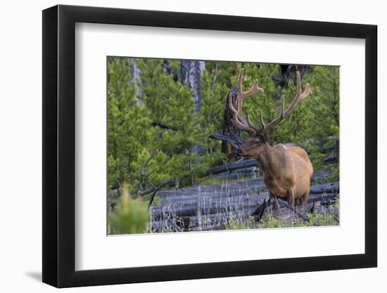 Rocky Mountain Bull Elk, Velvet Antlers-Ken Archer-Framed Photographic Print