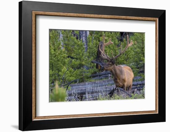 Rocky Mountain Bull Elk, Velvet Antlers-Ken Archer-Framed Photographic Print