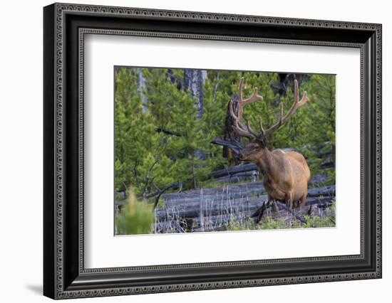 Rocky Mountain Bull Elk, Velvet Antlers-Ken Archer-Framed Photographic Print