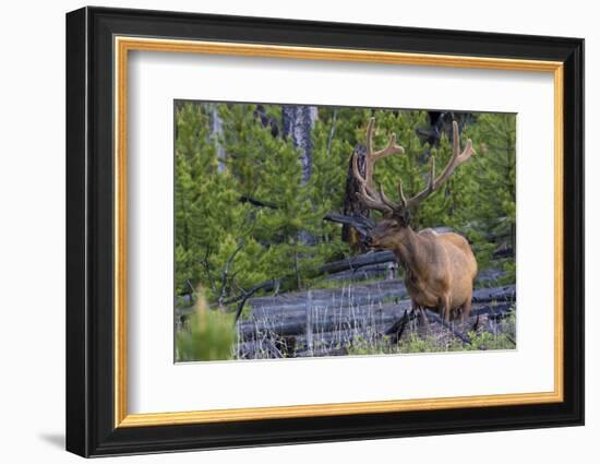 Rocky Mountain Bull Elk, Velvet Antlers-Ken Archer-Framed Photographic Print